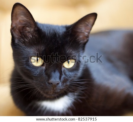 Cute black cat with yellow eyes - focus on eye