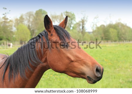 head and neck of a horse brown