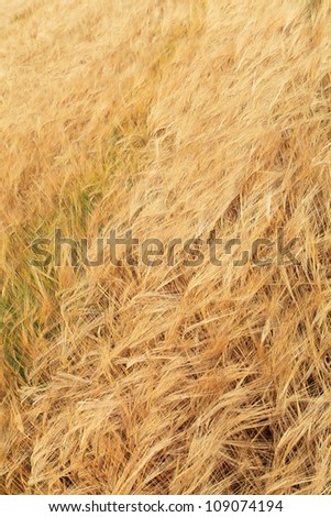 barley fields in the summer before harvest