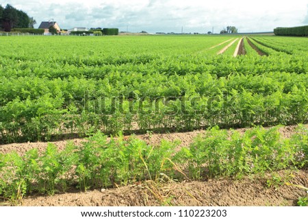 cultivation of carrots in the sand in a field in Normandy
