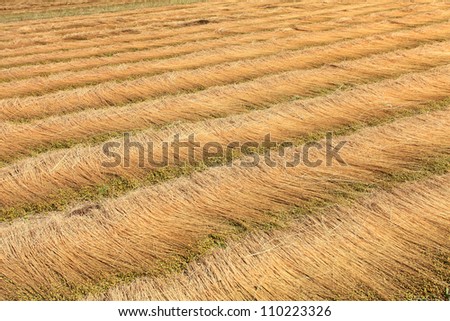 fields of flax harvested drawing lines on the floor