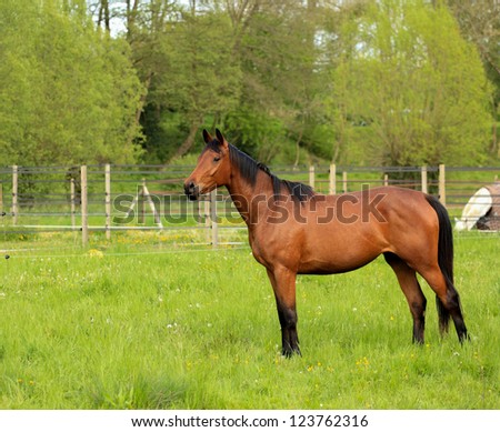 brown horse in a green meadow