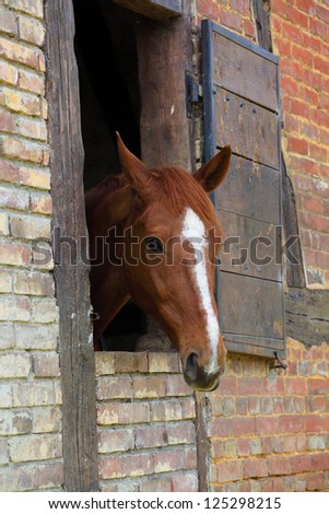 head of horse in its box