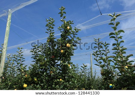 apple orchard with a safety net