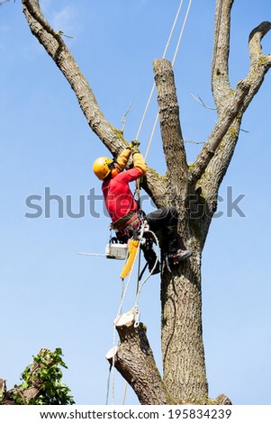 An arborist cutting a tree with a chainsaw