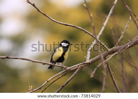 stock photo Black Tit