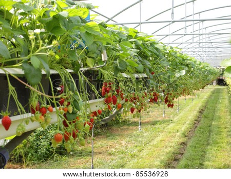 culture in a greenhouse strawberry and strawberries