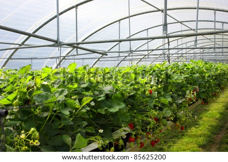 culture in a greenhouse strawberry and strawberries