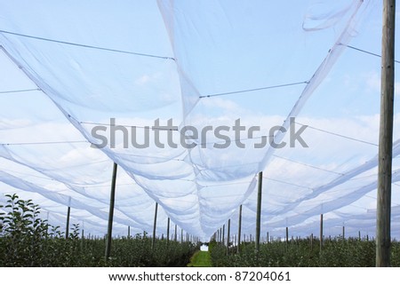 apple orchard with nets to protect against hail and birds