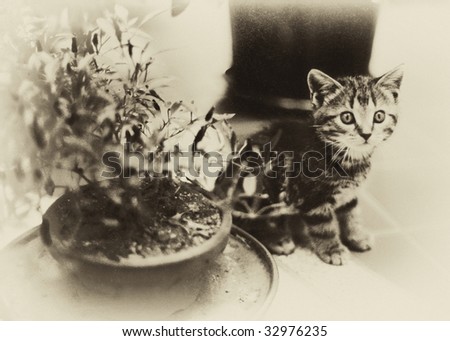 Vintage Kitten