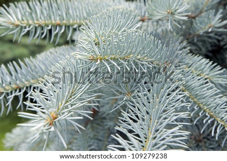 Silver Spruce Tree (picea Pungens) Stock Photo 109279238 : Shutterstock