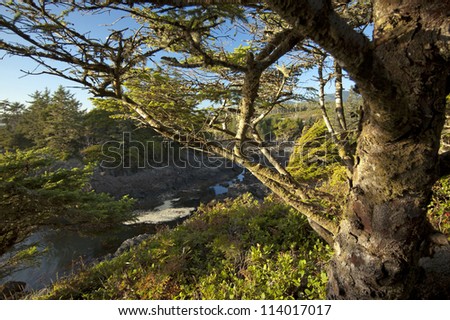 Tree on the Long Beach on Vancouver Island