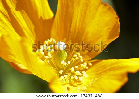 Flower, limited focus - wild poppy seed flower, orange