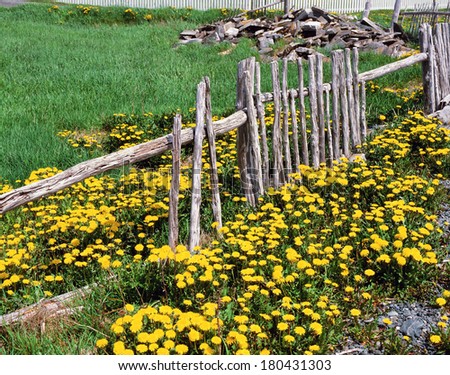 Fence and flowers - old village fence with yellow flowers