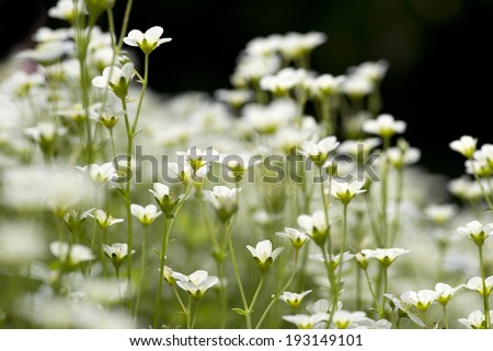 Flower - limited focus for the background, white wild flower