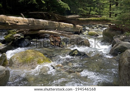 Capilano River runs over boulders in primeval forest
