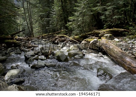 Capilano River runs over boulders in primeval forest