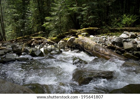 River (Capilano River) runs over boulders in primeval forest