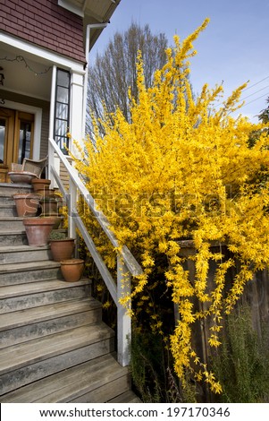 Forsythia, yellow bush and stairs in the spring, Vancouver, Canada