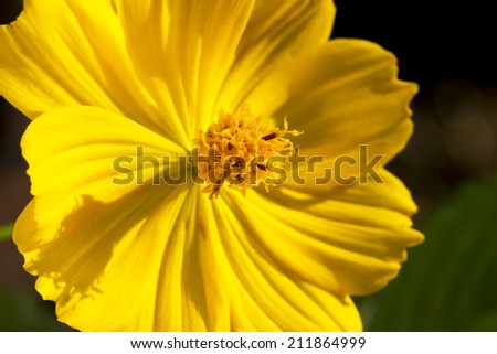Cosmos Flower - Yellow Cosmos sulphureus flower, close-up