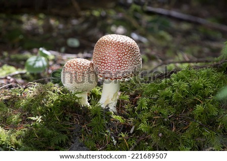Mushroom - brown poison mushroom in forest (Amanita Pantherina)