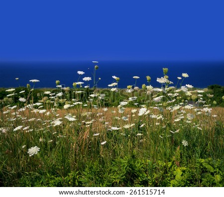 Wild flowers by the Gulf of St. Lawrence, Nova Scotia, Canada