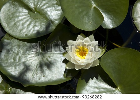 Water Lily flower and leaves