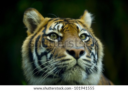 Close up portrait of a tigers face