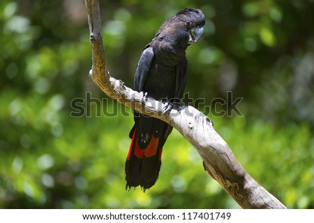The rare red tailed black cockatoo