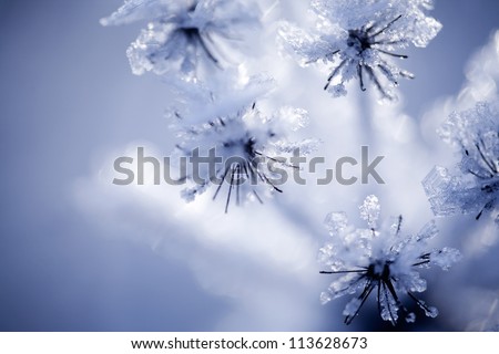 Close up of flower covered with ice and snow