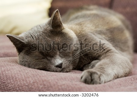 Gray cat sleeping on living room couch