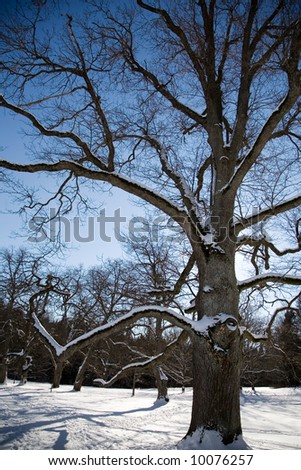 Big maple tree in winter