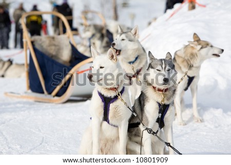 husky sled