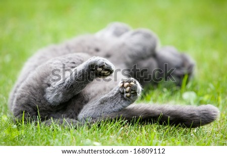 Gray cat enjoying summer on green grass