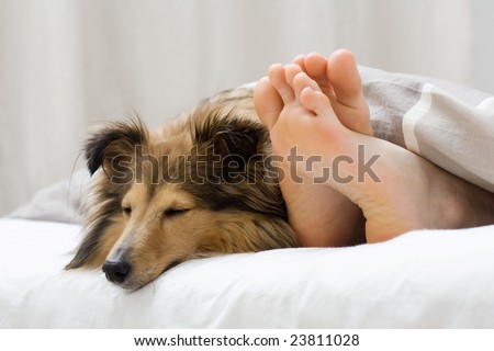 Dog sleeping on the bed by owners feet Dog sleeping on the bed by owners feet