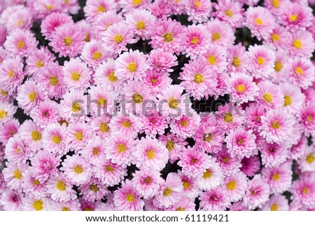 Close up of beautiful pink flower background