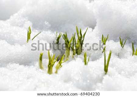 First flowers of spring growing through snow