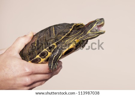 hands holding a water turtle is with menacing pose, stiff neck and jaw