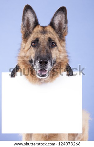 german shepherd looking attentive, with a blank banner hung on the neck. On a blue background