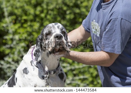 Great Dane with a sad face while his owner bathes