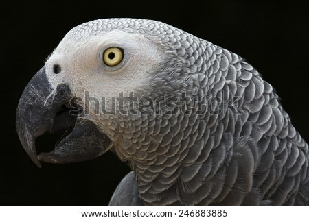 African Grey Parrot portrait isolated on black  - Psittacus erithacus profile