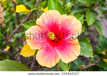 Beautiful Hibiscus Rosa Sinensis (Hibuscus sp.) in a Park