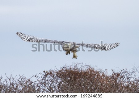 Snowy Owl Taking Flight from a perch in bushes.  Taken in Rhode Island near the ocean. New England owl invasion.