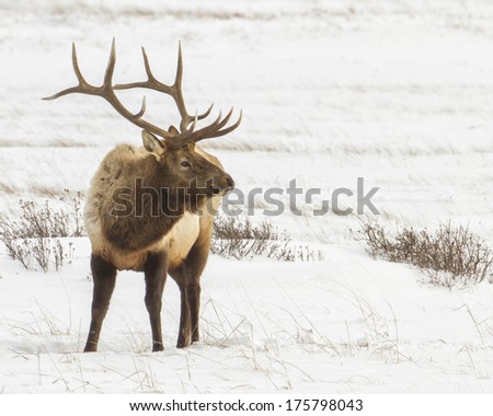 Bull elk found in winter in Jackson Hole Wyoming near the National elk refuge.