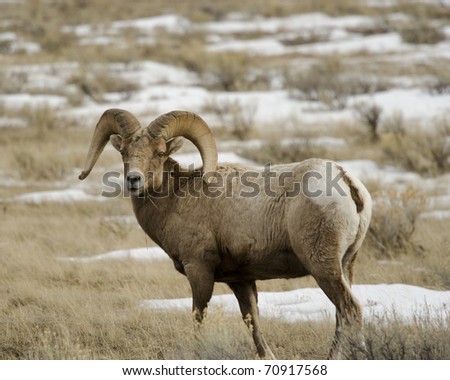 Bighorn sheep in the elk refuge in winter.