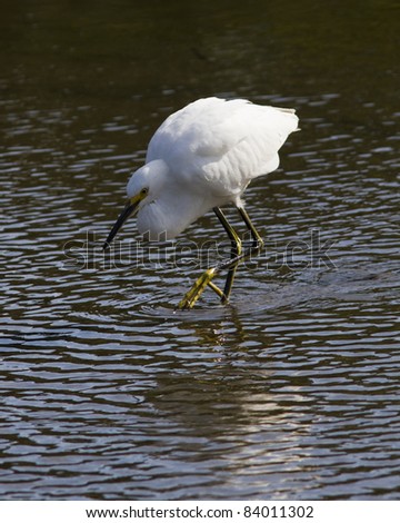 These Snowy Egrets were viewed in a small salt pond in Cape Cod Mass.  Feeding on small minnows.