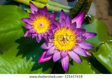 Lotus bloom In the basin