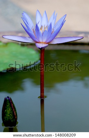 Purple Lotus  on Lotus ponds.