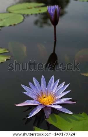 Purple Lotus  on Lotus ponds.