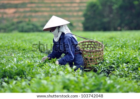 Woman picking tea leaves in a tea plantation Vietnam